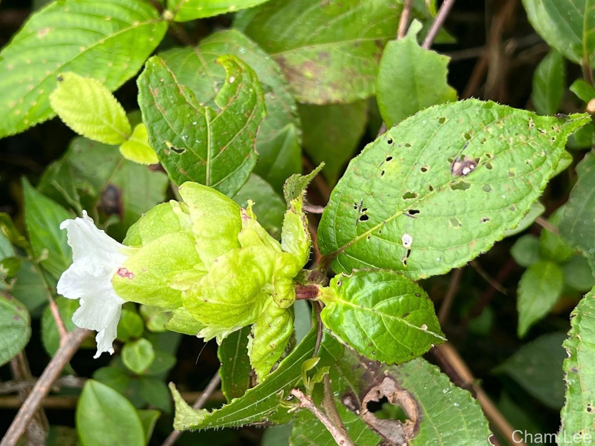 Strobilanthes hookeri Nees
